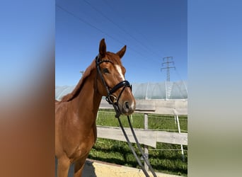 KWPN, Gelding, 5 years, 16 hh, Sorrel