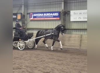 KWPN, Gelding, 5 years, 16,1 hh, Bay-Dark