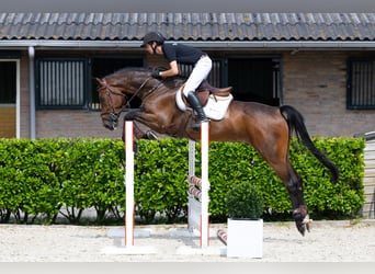 KWPN, Gelding, 5 years, 16,1 hh, Bay-Dark