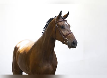 KWPN, Gelding, 5 years, 16,1 hh, Bay-Dark