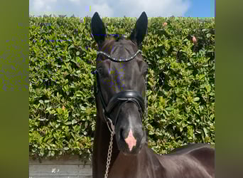 KWPN, Gelding, 5 years, 16,1 hh, Black