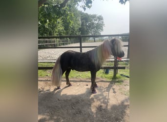 KWPN, Gelding, 5 years, 16,1 hh, Brown
