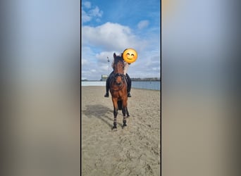 KWPN, Gelding, 5 years, 16,1 hh, Brown