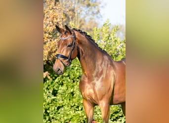 KWPN, Gelding, 5 years, 16,1 hh, Brown