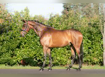 KWPN, Gelding, 5 years, 16,1 hh, Brown