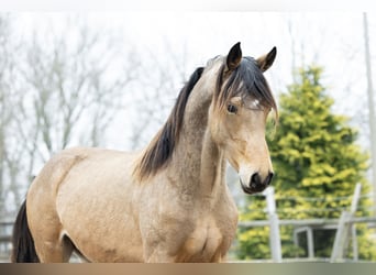 KWPN, Gelding, 5 years, 16,1 hh, Buckskin