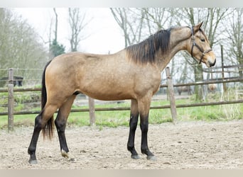 KWPN, Gelding, 5 years, 16,1 hh, Buckskin
