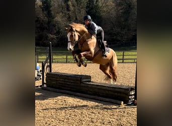 KWPN, Gelding, 5 years, 16,1 hh, Chestnut