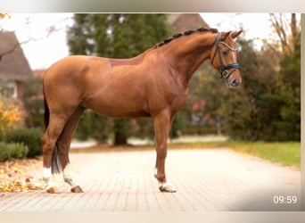 KWPN, Gelding, 5 years, 16,1 hh