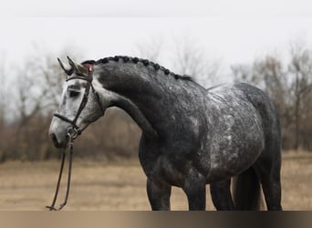 KWPN, Gelding, 5 years, 16,1 hh, Grey-Dapple