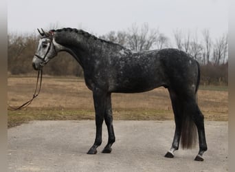 KWPN, Gelding, 5 years, 16,1 hh, Grey-Dapple