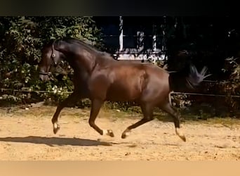 KWPN, Gelding, 5 years, 16,1 hh, Smoky-Black