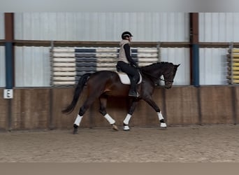KWPN, Gelding, 5 years, 16,2 hh, Bay-Dark