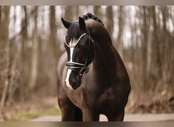 KWPN, Gelding, 5 years, 16,2 hh, Black