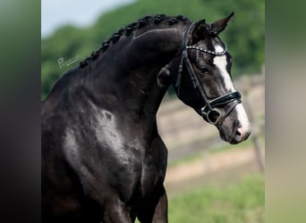 KWPN, Gelding, 5 years, 16,2 hh, Black