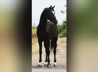 KWPN, Gelding, 5 years, 16,2 hh, Black