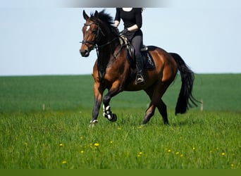 KWPN, Gelding, 5 years, 16,2 hh, Brown