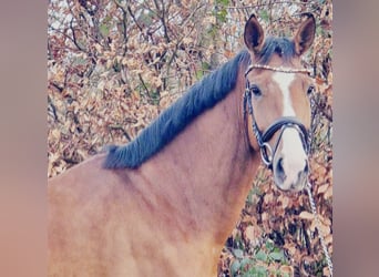 KWPN, Gelding, 5 years, 16,2 hh, Brown