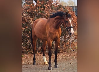 KWPN, Gelding, 5 years, 16,2 hh, Brown