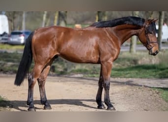 KWPN, Gelding, 5 years, 16,2 hh, Brown