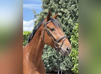 KWPN, Gelding, 5 years, 16,2 hh, Brown