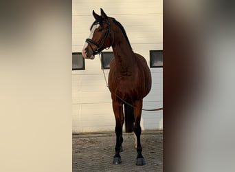KWPN, Gelding, 5 years, 16,2 hh, Brown