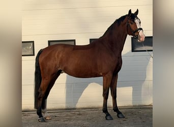 KWPN, Gelding, 5 years, 16,2 hh, Brown