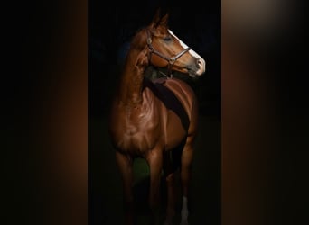 KWPN, Gelding, 5 years, 16,2 hh, Chestnut-Red