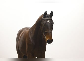 KWPN, Gelding, 5 years, 16,2 hh