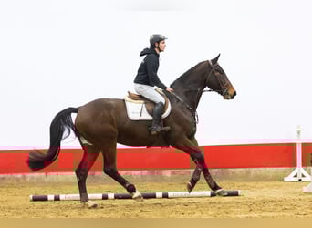 KWPN, Gelding, 5 years, 16,2 hh
