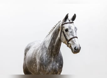 KWPN, Gelding, 5 years, 16,2 hh