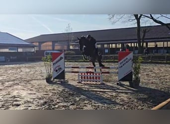 KWPN, Gelding, 5 years, 16,2 hh, Smoky-Black