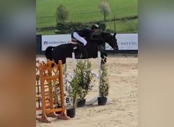 KWPN, Gelding, 5 years, 16,2 hh, Smoky-Black