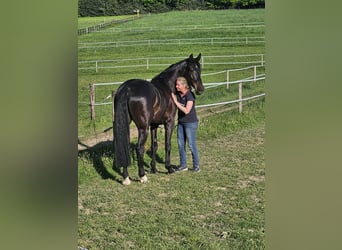 KWPN, Gelding, 5 years, 16,2 hh, Smoky-Black
