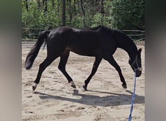KWPN, Gelding, 5 years, 16,2 hh, Smoky-Black