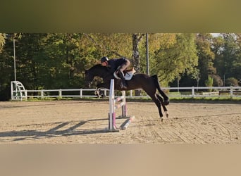 KWPN, Gelding, 5 years, 16,2 hh, Smoky-Black