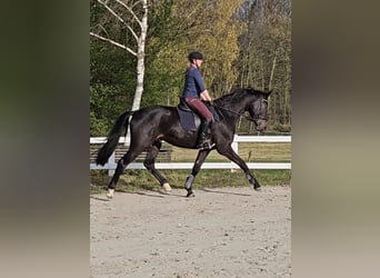 KWPN, Gelding, 5 years, 16,2 hh, Smoky-Black