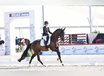 KWPN, Gelding, 5 years, 16,3 hh, Bay-Dark