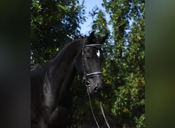 KWPN, Gelding, 5 years, 16,3 hh, Bay-Dark