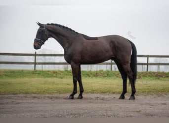 KWPN, Gelding, 5 years, 16,3 hh, Bay-Dark