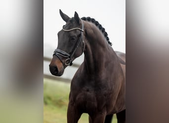 KWPN, Gelding, 5 years, 16,3 hh, Bay-Dark