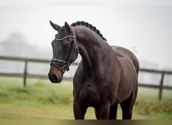 KWPN, Gelding, 5 years, 16,3 hh, Bay-Dark