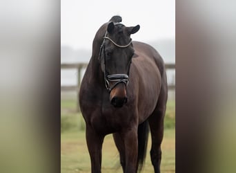 KWPN, Gelding, 5 years, 16,3 hh, Bay-Dark