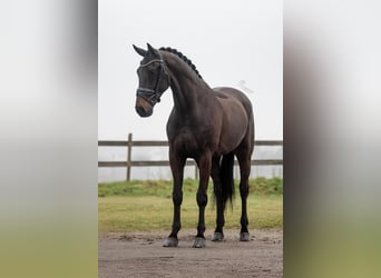 KWPN, Gelding, 5 years, 16,3 hh, Bay-Dark
