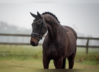 KWPN, Gelding, 5 years, 16,3 hh, Bay-Dark