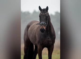 KWPN, Gelding, 5 years, 16,3 hh, Bay-Dark