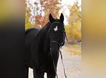 KWPN, Gelding, 5 years, 16,3 hh, Black