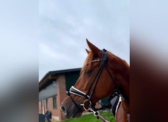 KWPN, Gelding, 5 years, 16,3 hh, Chestnut-Red