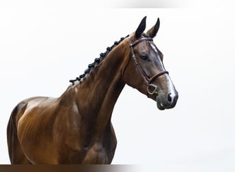 KWPN, Gelding, 5 years, 17.1 hh, Bay-Dark