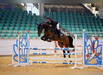 KWPN, Gelding, 5 years, 17.1 hh, Brown